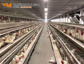 蛋鸡笼养现场