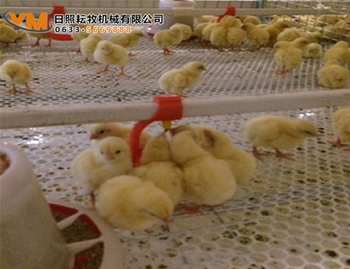 肉鸡笼养水线