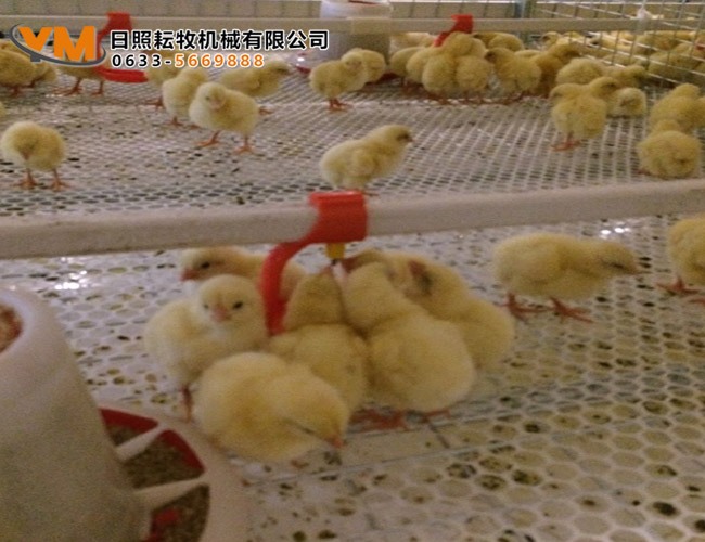 肉鸡笼养水线