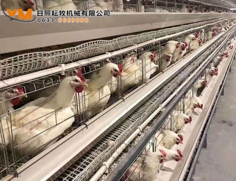蛋鸡笼养设备