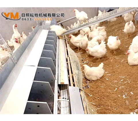 自动集蛋箱