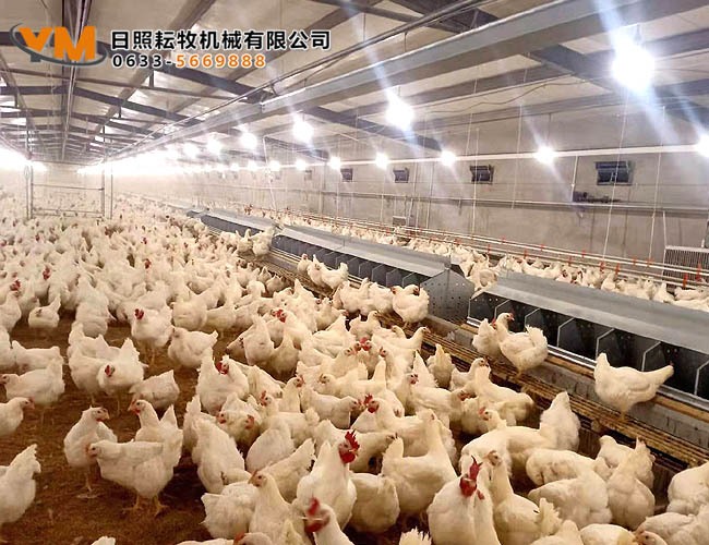 自动集蛋箱