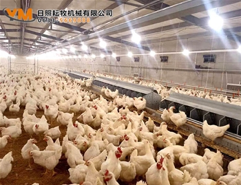 自动集蛋箱