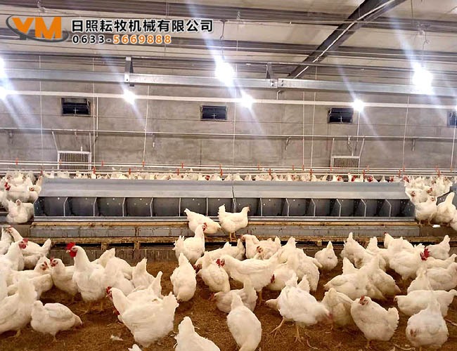 自动集蛋箱
