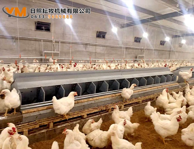 自动集蛋箱